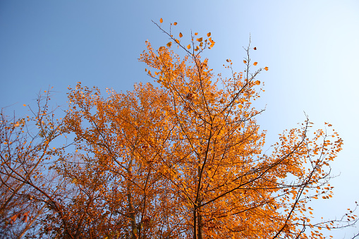 Looking up at vibrant autumn sycamore trees with colorful foliage against blue sky. A plane tree with orange leaves and cones against the blue sky in the wind. General plan . Golden leaves in Autumn