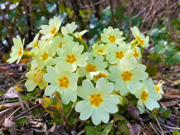 общие первоцветы (primula vulgaris), бесхитростный keyflower (безвкусный keyflower или stangelless keyflower), рани jaglac или jagorcevina - stingless стоковые фото и изображения