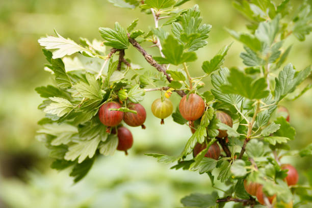 잘 익은 구스베리 의 가지 - gooseberry bush fruit food 뉴스 사진 이미지