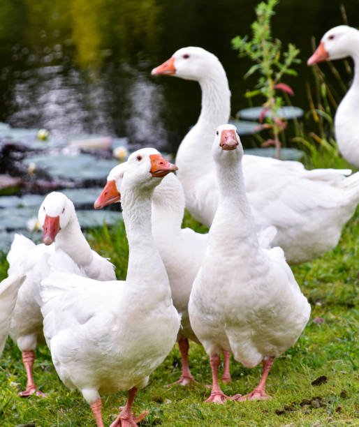 istock Lovely goose couple 1253043091