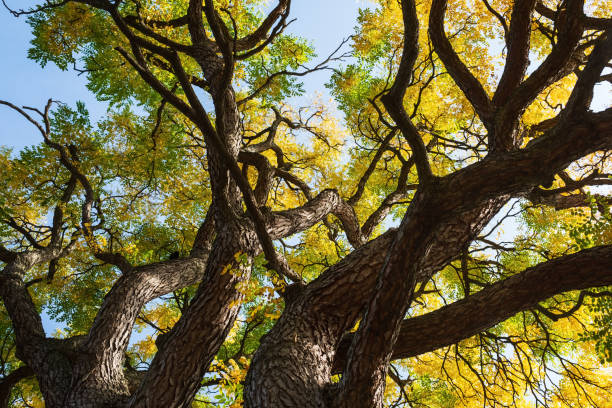 foglie con colori autunnali dell'albero gymnocladus dioicus - coffeetree foto e immagini stock