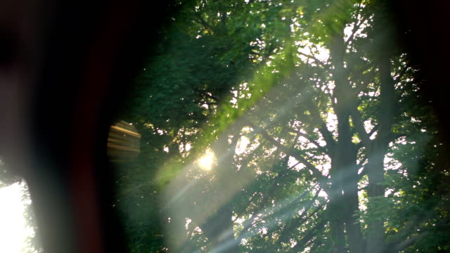 Car POV at sunlight in the forest in 4K Slow motion 60fps