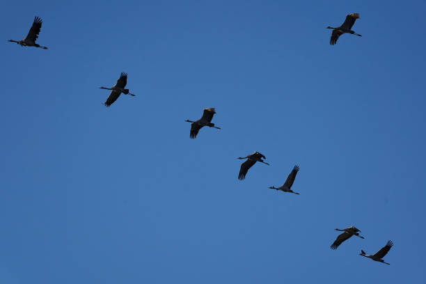 istock Common crane Grus grus also Eurasian crane in flight northern east Germany 1253046488