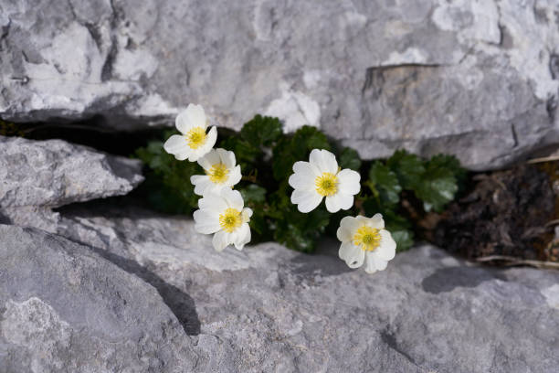 istock High resolution stone texture grey black white flower Pulsatilla alpina alpine pasqueflower or alpine anemone 1253046585