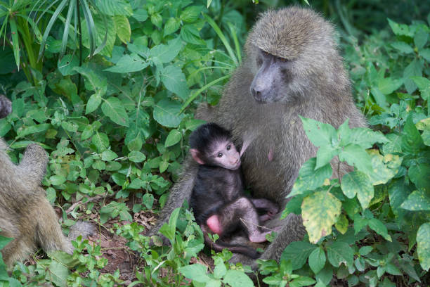 A baboon grooming another baboon in a natural setting, showcasing social behavior and interaction among primates