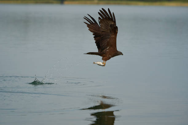 istock Red kite fishing Lake with fish 1253047521
