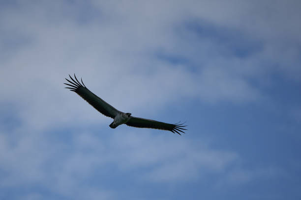Tanzania. Lake Manyara. Martial eagle Polemaetus bellicosus large sub-Saharan Africa species of booted eagle subfamily Aquillinae