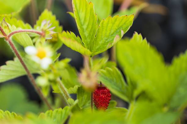 分離された野生のイチゴ茂みの間近で美しい。赤い実と緑の葉。美しい自然の背景。 - mulberry bush ストックフォトと画像