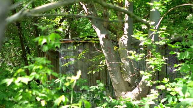 Abandoned Shed In Woods Seen Through Tree Branches in 4K Slow motion 60fps
