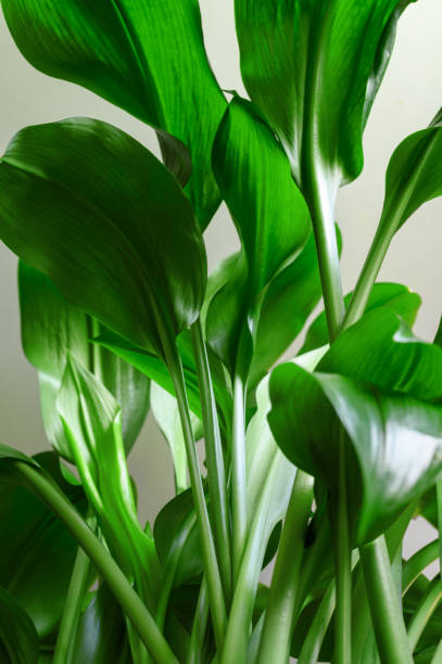 Green stems and leaves of the houseplant Aspidistra elatior. stock photo