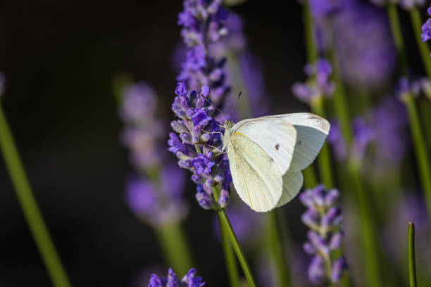 istock Cabbage butterfly (Pieris brassicae) on Lavender (Lavandula) in the garden 1253049225