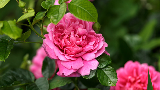 Peach pink roses blooming in country garden