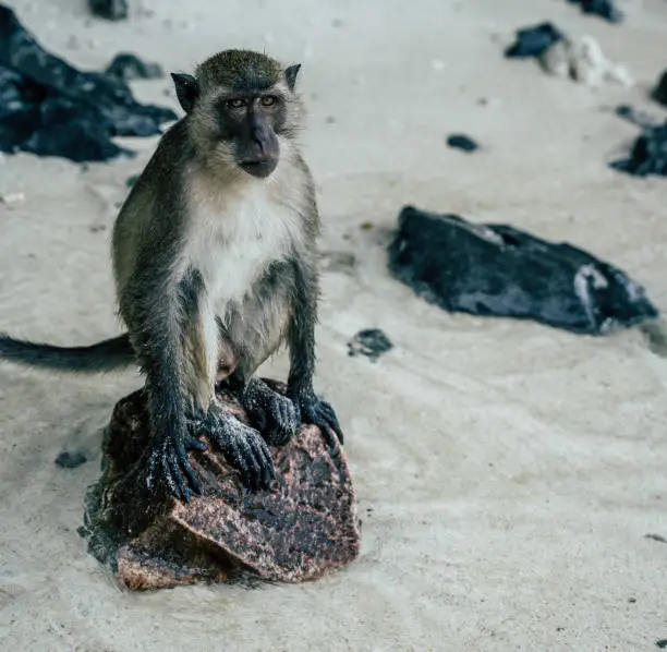 This pic shows Monkey sitting on rock in monkey beach near phi phi island , Thailand.