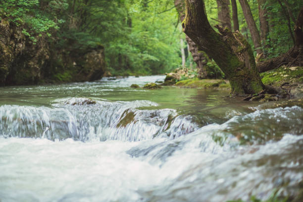 View (low angle perspective) of a stream rushing throughout the dense forest. Freshness can almost be felt just by looking at the image.