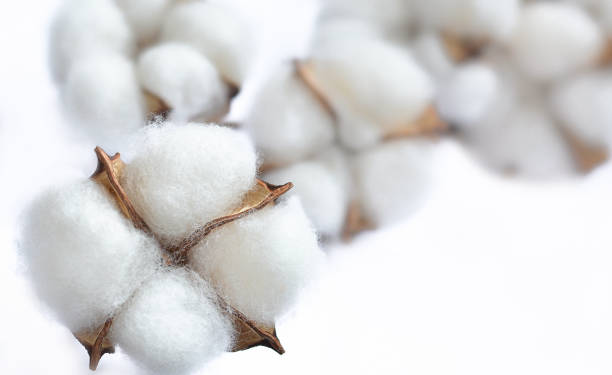 istock Cotton closeup on a white background 1253051268