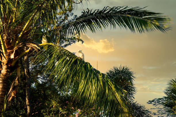 Bird flying in the sunset near palm tree