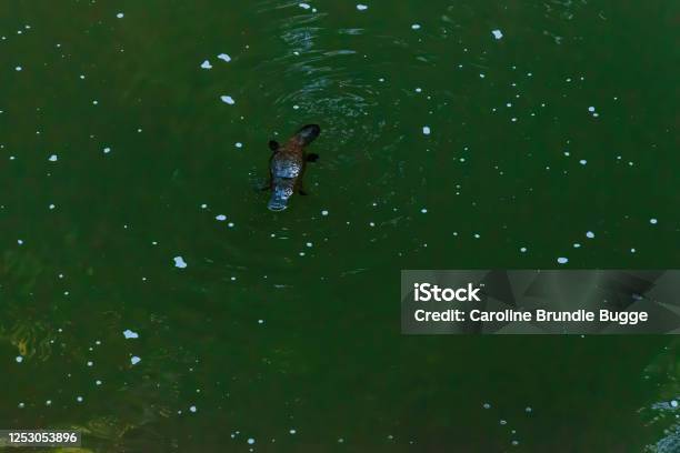 Platypus Viewing At Eungella National Park Australia Stock Photo - Download Image Now