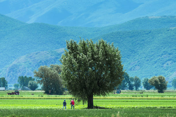 Piana del Fucino (L'Aquila), Italy - june 09, 2020:The vast plain of Fucino was, up to a century ago, the third largest lake in Italy by surface, with 155 Km2.Farmers and laborers are working in their gardens to keep the vegetables grown clean