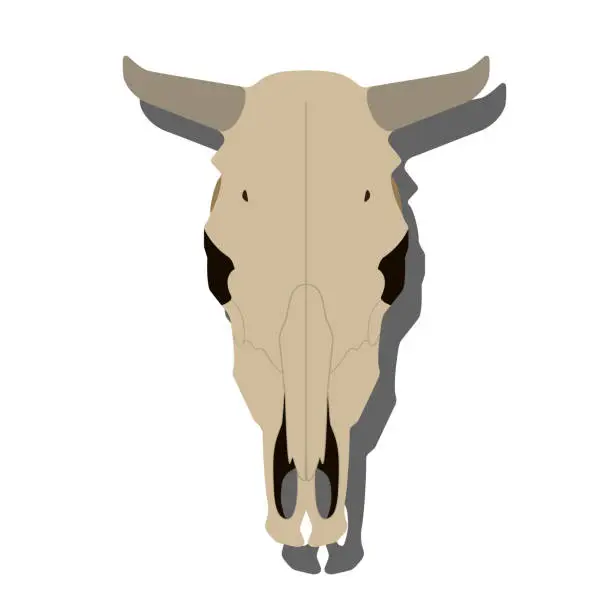 Vector illustration of Cow skull. Vector illustration.