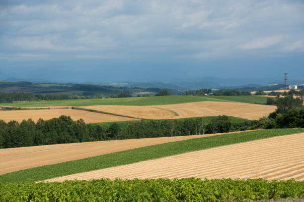 istock Wheat field in the hilly area after mowing 1253054263