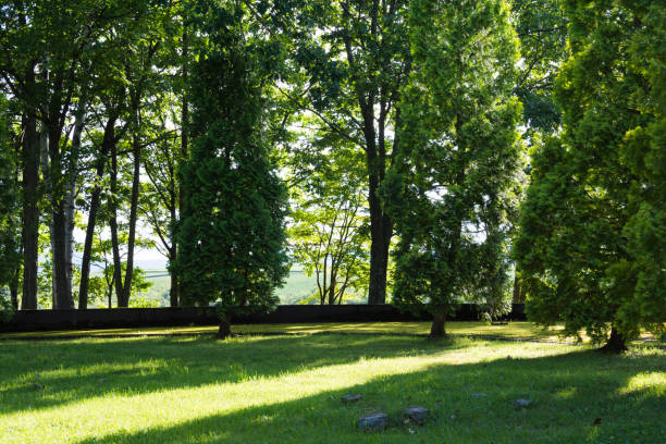 Two empty stone benches in a garden promenade, tall trees in the sunlight behind. 