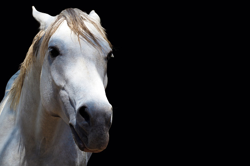 Angry white horse isolated on a black background, copy space