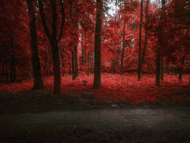 Fall colors in the park. Mystical autumn forest in red tones. Beautiful background.