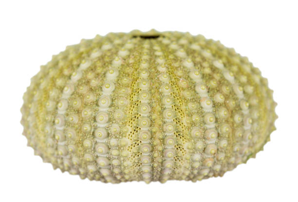 sea urchin shell isolated on white background - green sea urchin fotos imagens e fotografias de stock