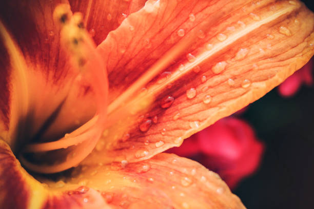 istock Orange Lily flower with water droplets on dark background. Close up. Selective focus 1253056220