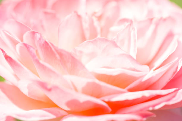 Roses. Delicate background with blooming rose flowers. Rose garden