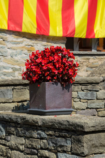 istock Red begonia in bloom 1253059240