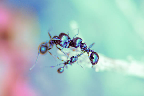 istock Insects in their fight for daily survival 1253060709