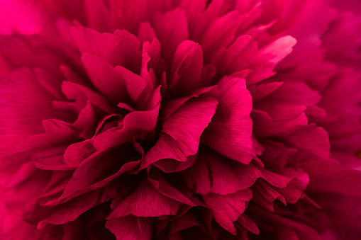 Beautiful purple peony petals. Natural flowery background. Copy space. Soft selective focus.