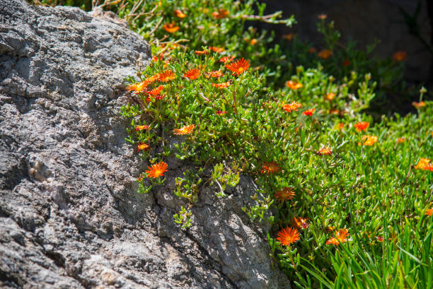 istock Flowering of succulent plants 1253061810