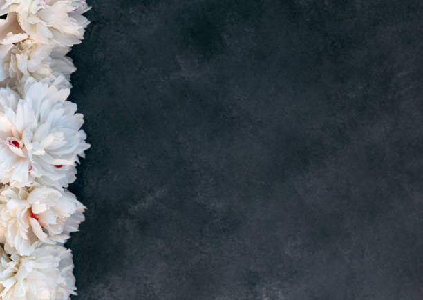 istock White peonies flowers on dark gray textured background. Copy space. High angle view. 1253061812