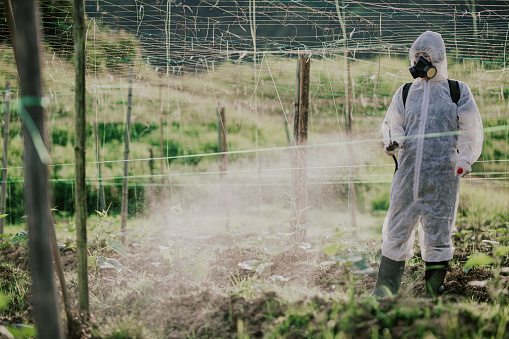 an asian chinese female farmer with protective suit spraying on plants in the farm for disinfection