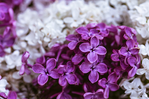 Purple and white lilac flowers. Flowers wall. Floral background.