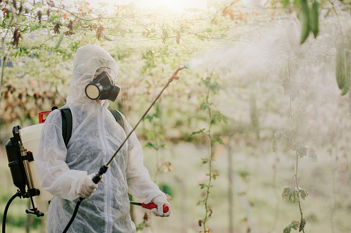 an asian chinese female farmer with protective suit spraying on plants in the farm for disinfection