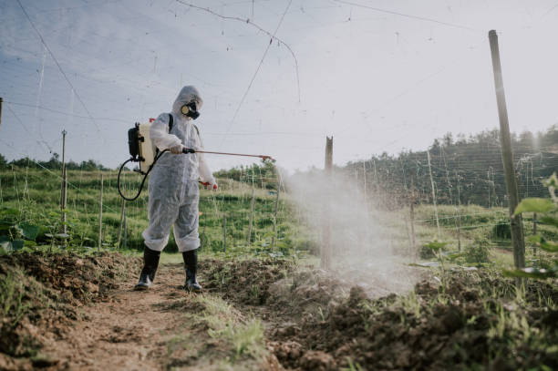 eine asiatische chinesische bäuerin mit schutzanzug, die auf bitter-groud-pflanzen im hof zur desinfektion sprüht - spraying agriculture farm herbicide stock-fotos und bilder