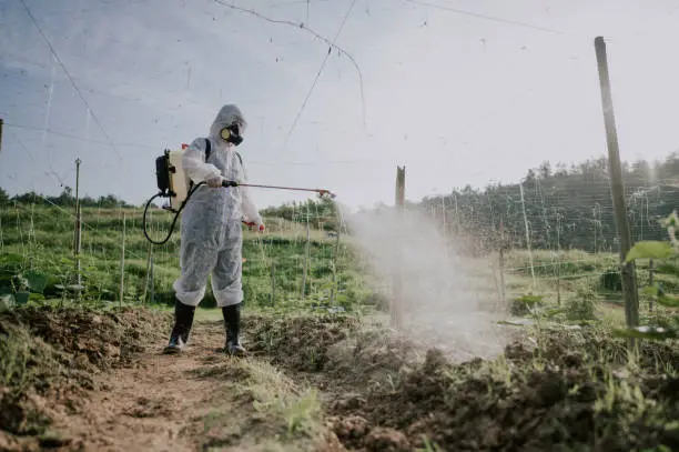 Photo of an asian chinese female farmer with protective suit spraying on bitter groud plants in the farm for disinfection