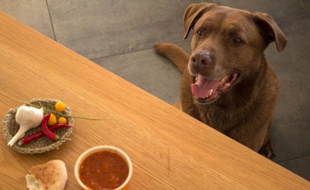 istock Smiling brown dog sitting under a table 1253062028