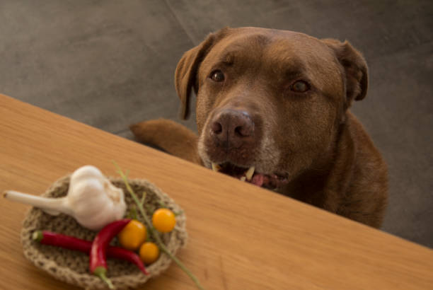 istock Brown dog sitting under the table 1253062311