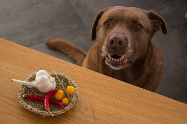 istock Funny dog portrait 1253063071
