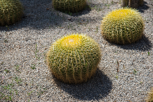 Jardin de Cactus, Lanzarote, Canary Islands