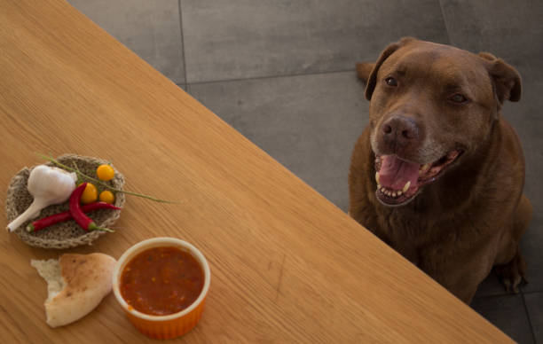 istock Dog in Israeli restaurant 1253064208
