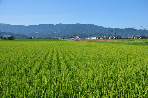 A view of a rice field shining in green