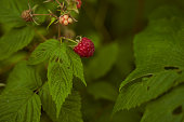 red raspberry berry in leafy greens. Close-up