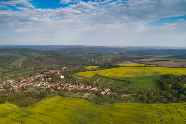 yellow canola field with Mecsek Hills