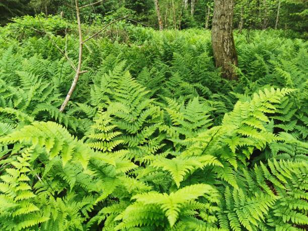 istock Fantastic forest paths through the nature reserve Pfrunger-Burgweiler Ried 1253066163