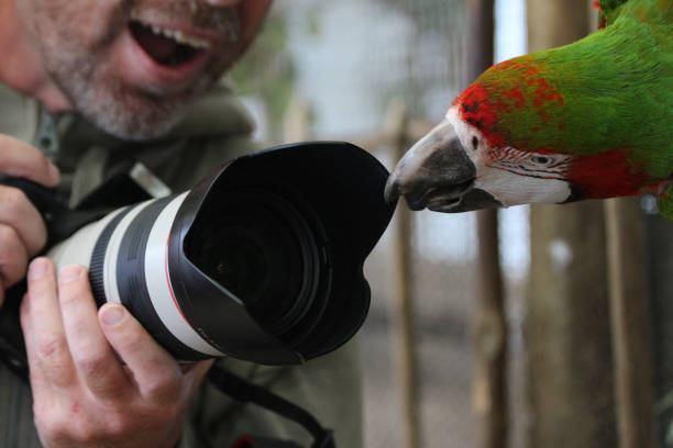 istock The parrot and me 1253066198